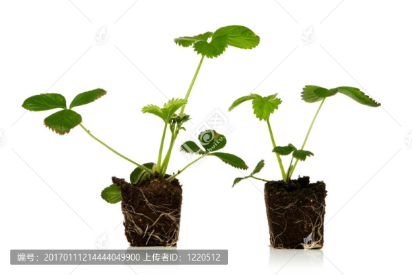 草莓植物