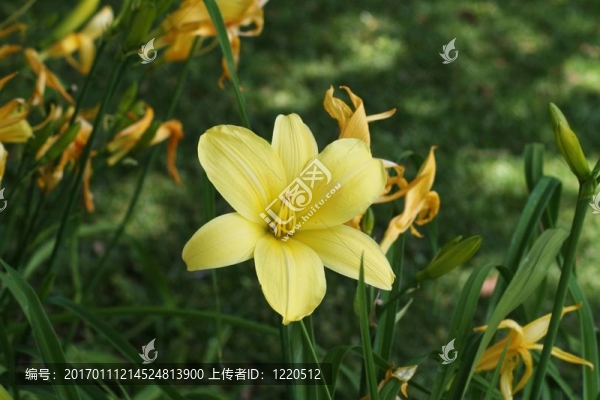 斯特拉d,oro黃花菜