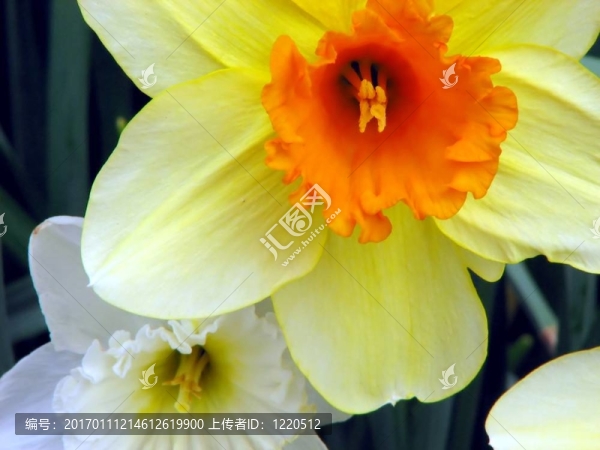 水仙花