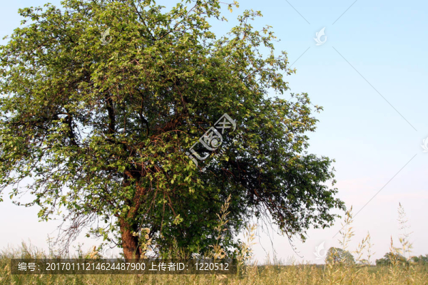 場(chǎng)
