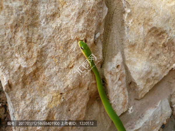 一條蛇的頭-匯圖網(wǎng) www.fosd68.com 一條蛇的頭