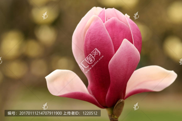 粉紅色的玉蘭
