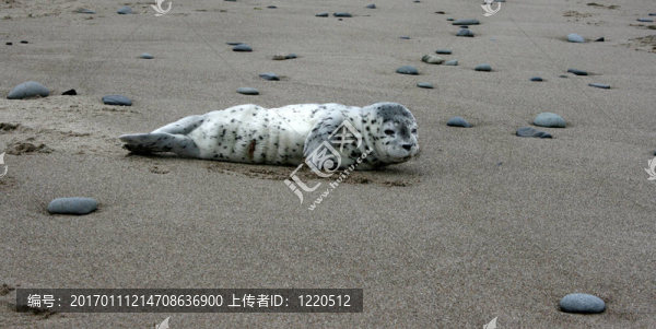 嬰兒海豹