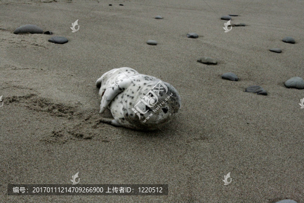 嬰兒港海豹3