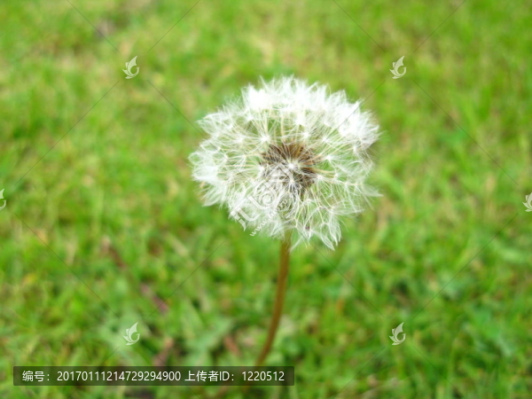 蒲公英時鐘