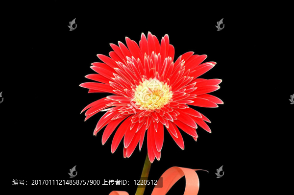 紅太陽(yáng)