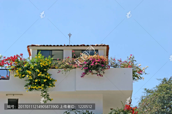 陽(yáng)臺(tái)上的花