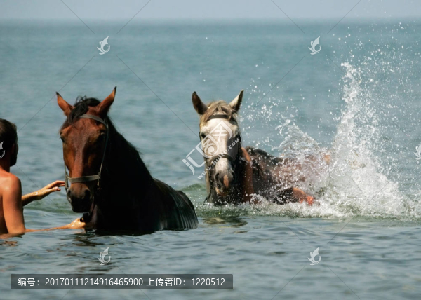 兩匹馬