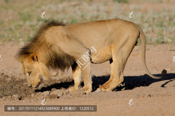 黑鬃的非洲獅