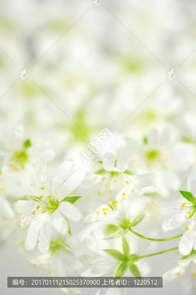 Flowers的背景