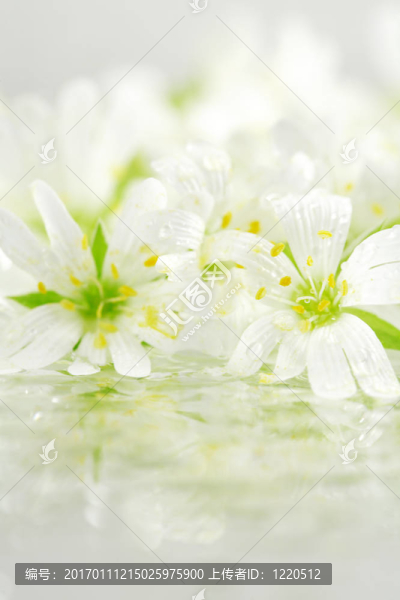 Flowers的背景