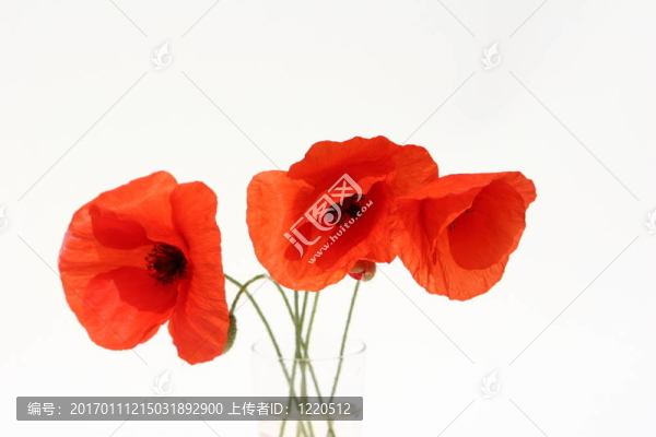 罌粟花