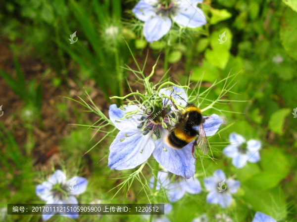 大黃蜂對(duì)黑種草