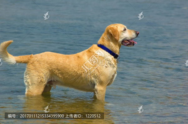 快樂的拉布拉多犬