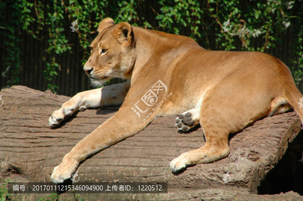 獅子