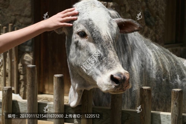 瘤牛被寵愛