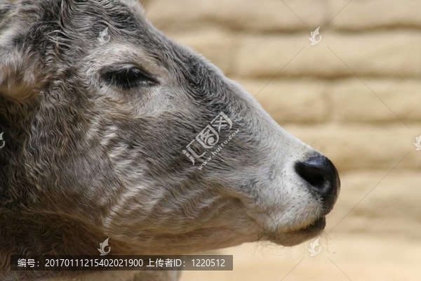 瘤牛的輪廓