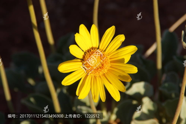 野生太陽花1