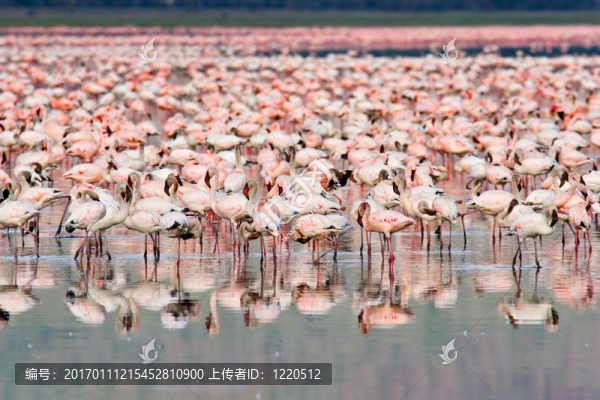 火烈鳥