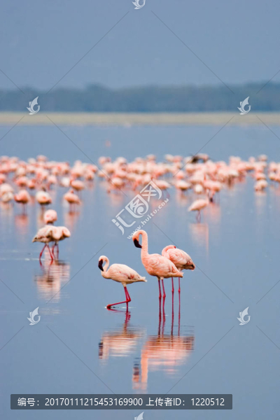 火烈鳥(niǎo)