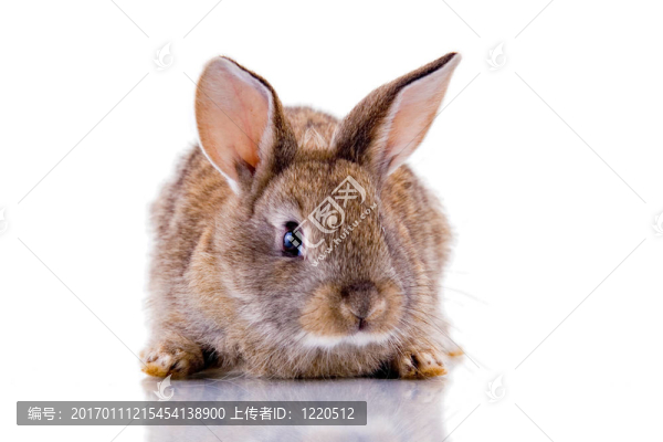 兔子