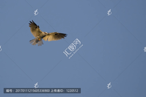 白尾鳶