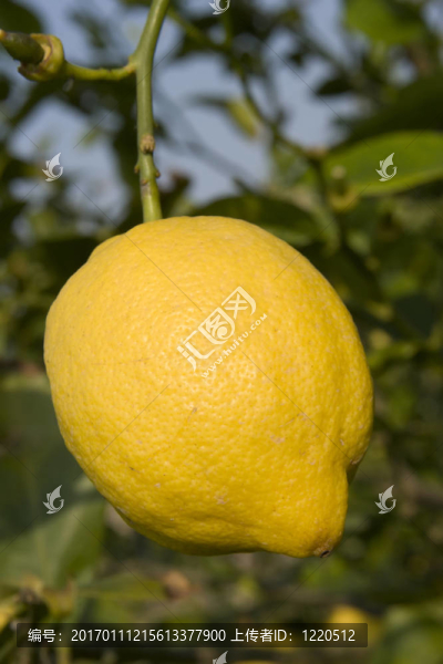 檸檬-匯圖網(wǎng) www.fosd68.com 檸檬