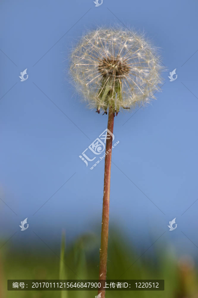 蒲公英花
