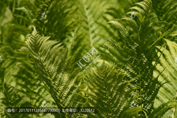 蕨類(lèi)植物的背景