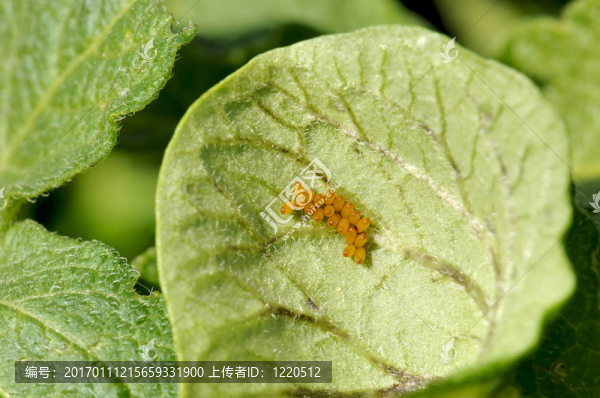 馬鈴薯甲蟲蛋團(tuán)