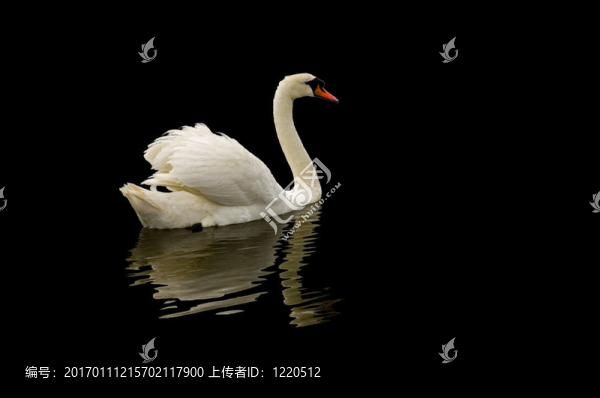 黑天鵝天鵝