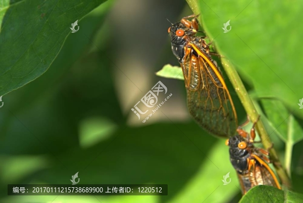 蟬[,21,]