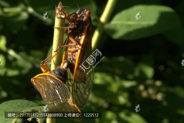 蟬[,23,]