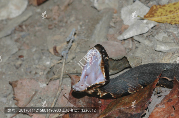 毒蛇-匯圖網(wǎng) www.fosd68.com 毒蛇