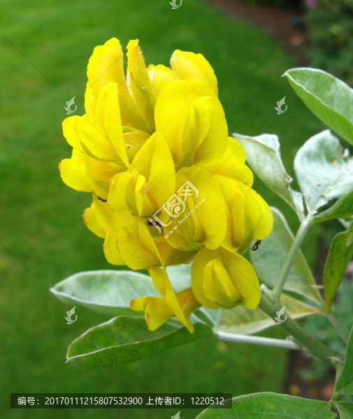 金雀花battandieri