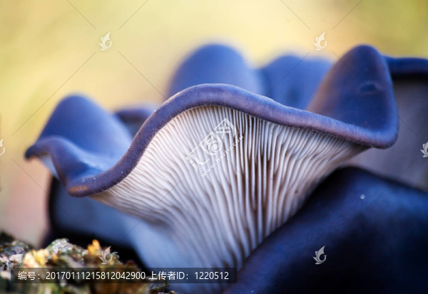 平菇-匯圖網(wǎng) www.fosd68.com 平菇