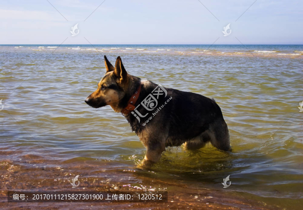 海上的狗