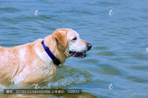 拉布拉多海中