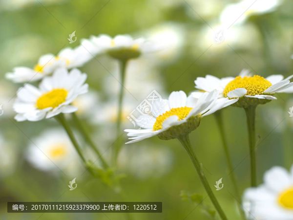 洋甘菊-匯圖網(wǎng) www.fosd68.com 洋甘菊