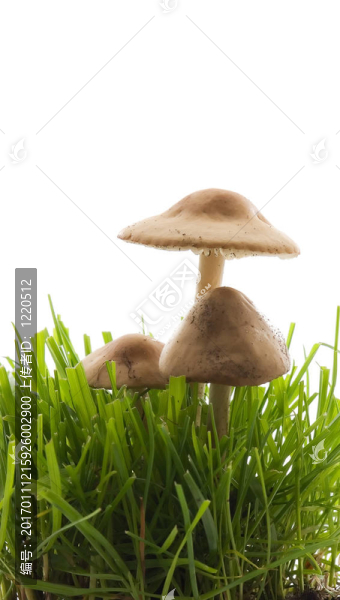蘑菇