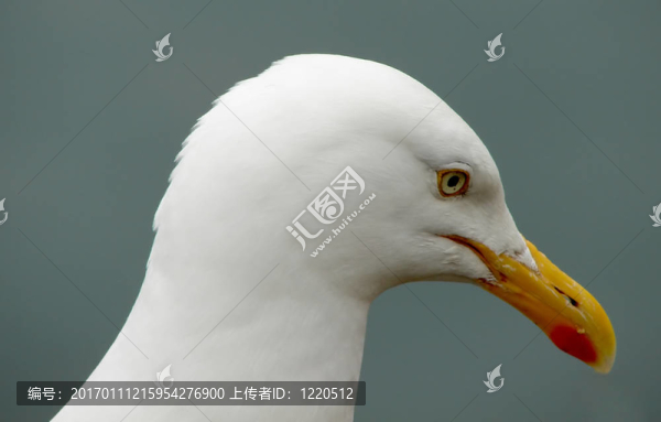 關(guān)閉海鷗頭