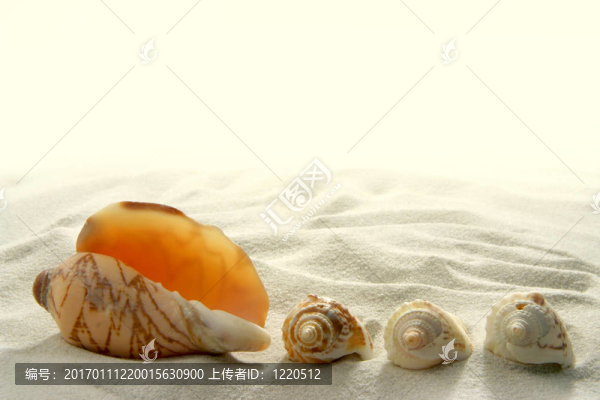 貝殼（1）