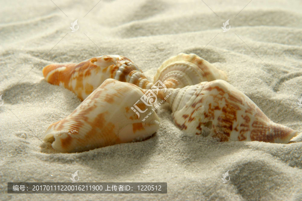 貝殼（1）
