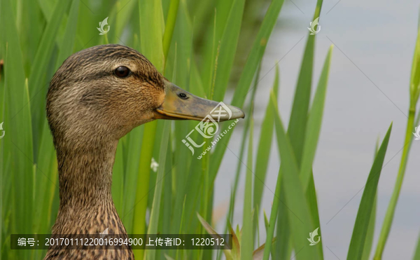 母鴨