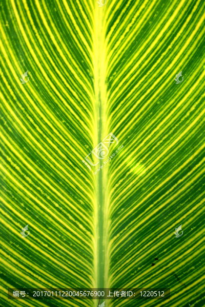 垂直的綠葉子