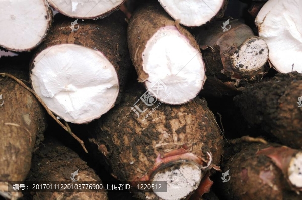 木薯