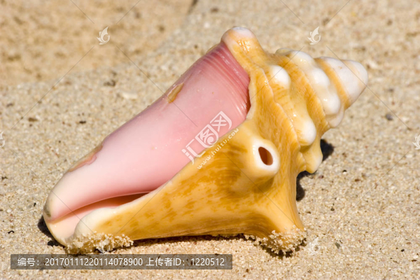 海螺