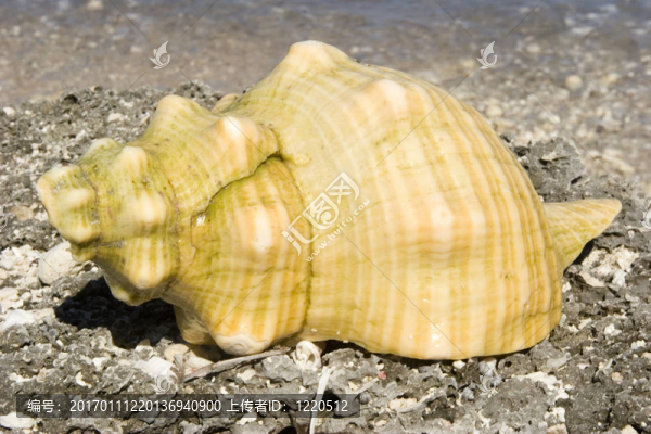 海螺