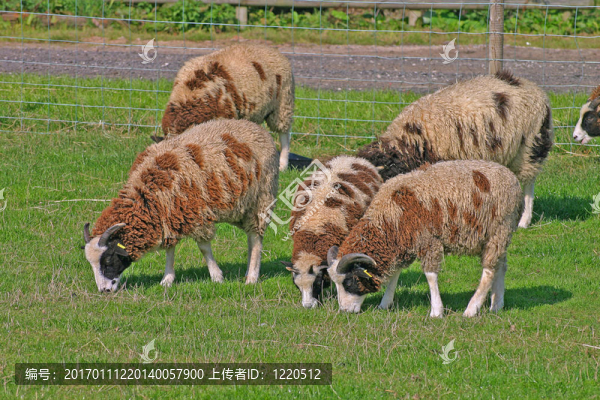 布朗和White,Sheep