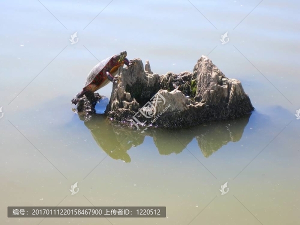 攀巖的烏龜-匯圖網(wǎng) www.fosd68.com 攀巖的烏龜